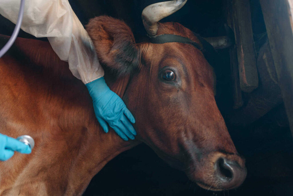 Court ruling opens the door to private procurement of FMD vaccines