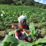 Ending hunger in Africa needs Africa-led science and the governance to match – The Mail & Guardian