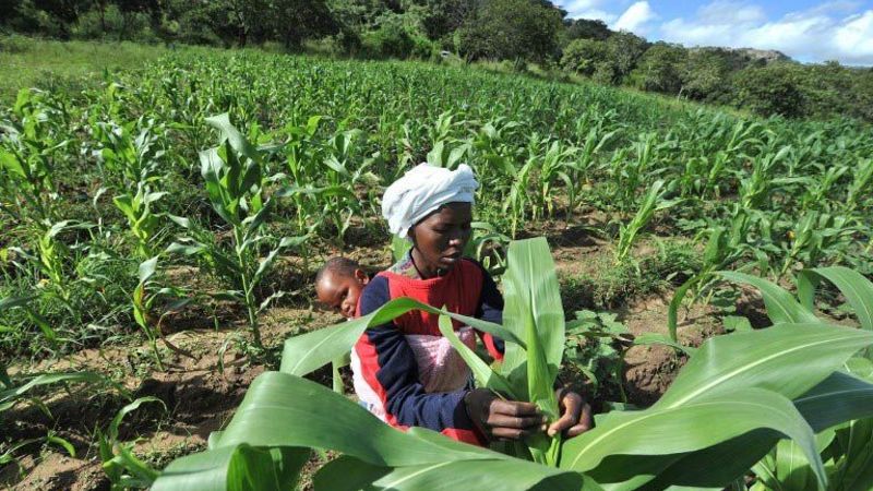 Ending hunger in Africa needs Africa-led science and the governance to match – The Mail & Guardian
