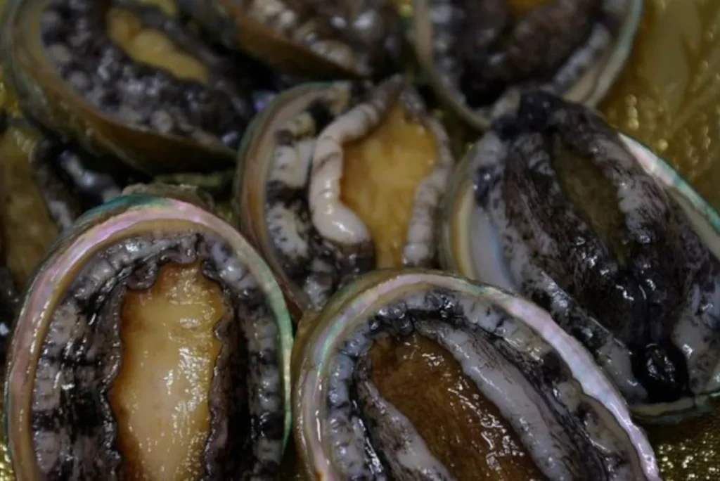 Poachers bust: Over R1.6m worth of abalone seized in Western Cape crackdown