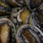 Poachers bust: Over R1.6m worth of abalone seized in Western Cape crackdown