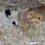 Asiatic lion cub deaths spark disease fears in India’s Gir forest