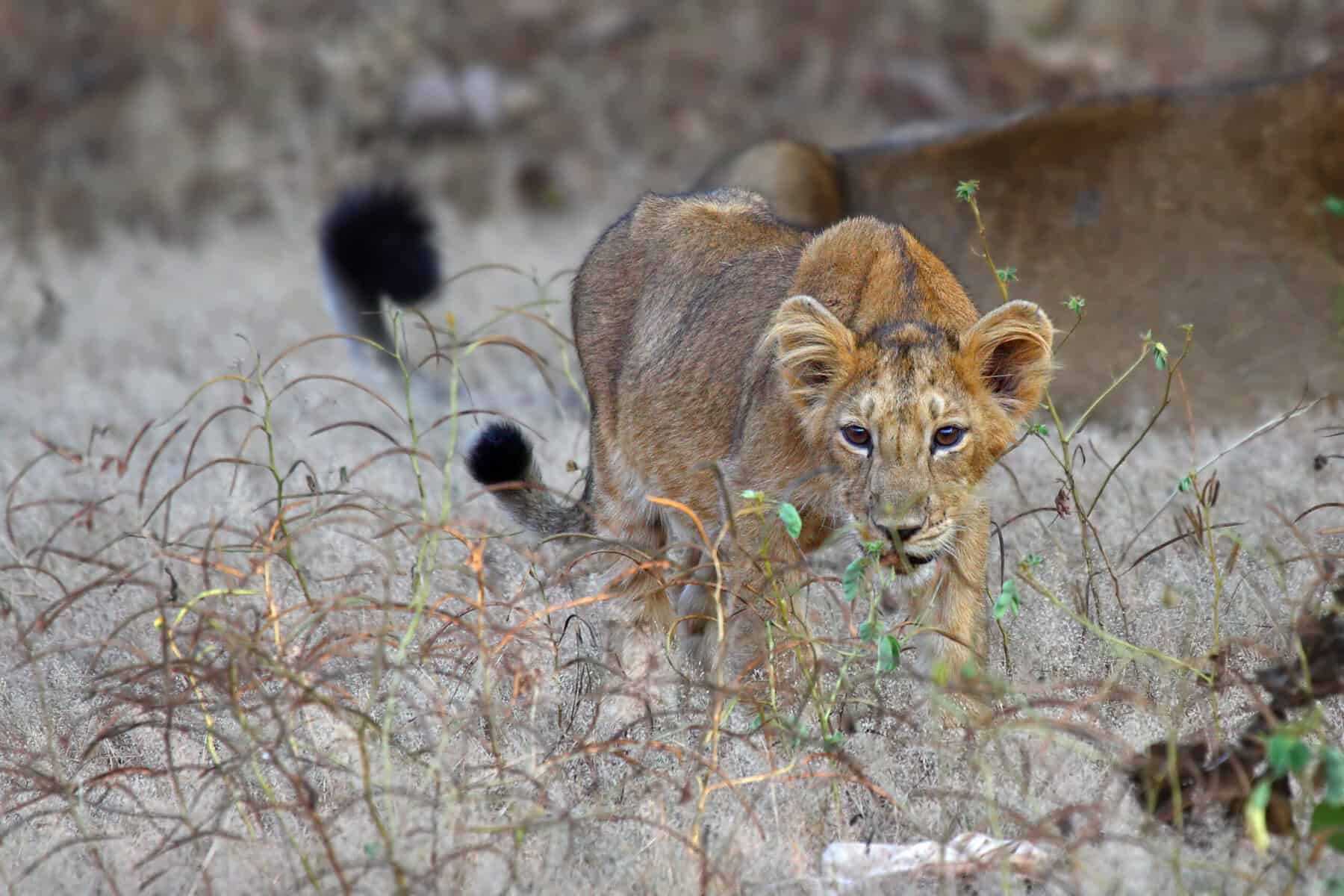 Asiatic lion cub deaths spark disease fears in India’s Gir forest