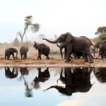 Bureaucratic delays could lead to ‘last-resort’ culling of SA elephants, Parliament is warned