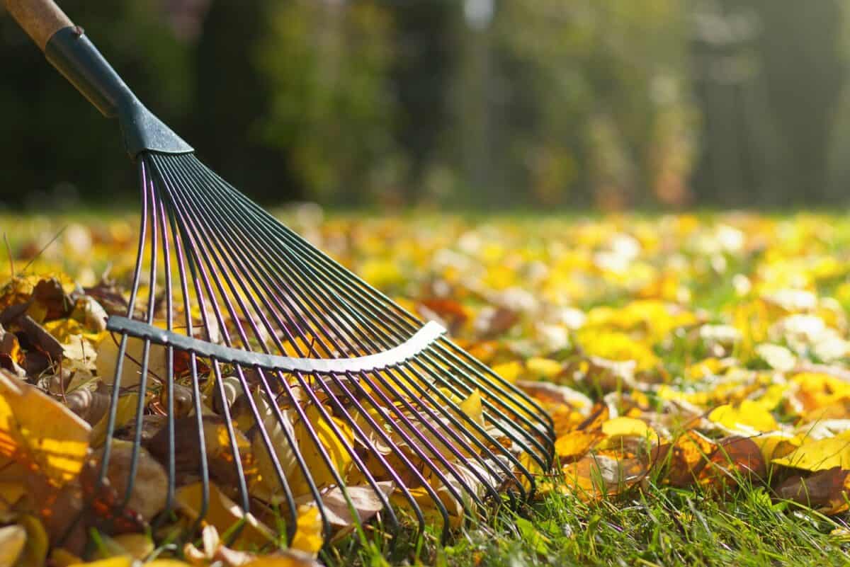 Autumn turns neighbours into leaf warriors