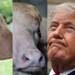 Famous albino buffalo ‘Donald Trump’ rescued