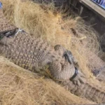Two Nile crocodiles seized from residence in Springs