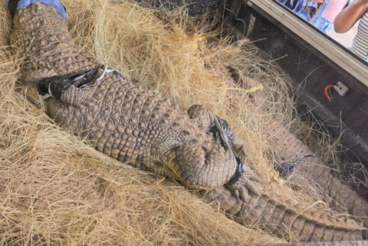 Two Nile crocodiles seized from residence in Springs