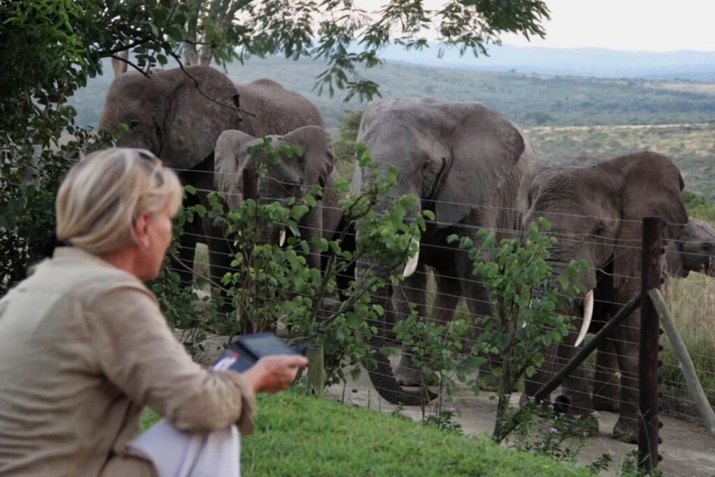 When elephants ate the vegetables and inspired dinner