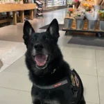 Woolworths deploys sniffer dogs after two store explosions
