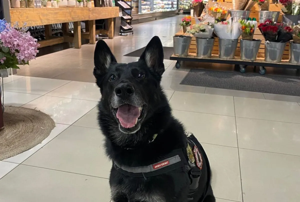 Woolworths deploys sniffer dogs after two store explosions