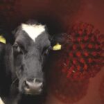 John Steenhuisen calls for a collaborative action plan between South Africa and Botswana to combat FMD