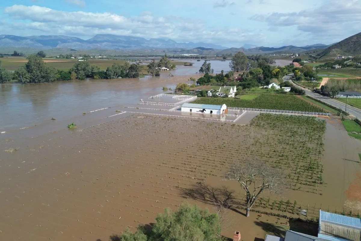Grape industry reels from Cape flood damage as recovery bill mounts