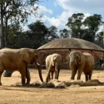 Will Joburg Zoo’s elephants go free? Inside the court battle to return them to the wild