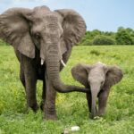 Elephant Heritage Strategy Implementation Overview