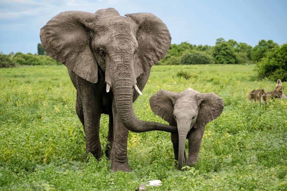 Elephant Heritage Strategy Implementation Overview
