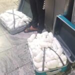 Dutch drug mule arrested at OR Tambo with 40kg of khat worth R240k