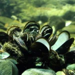 Public warned NOT to eat shellfish from Saldanha Bay