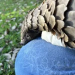 Poacher jailed after death of pregnant pangolin Naledi