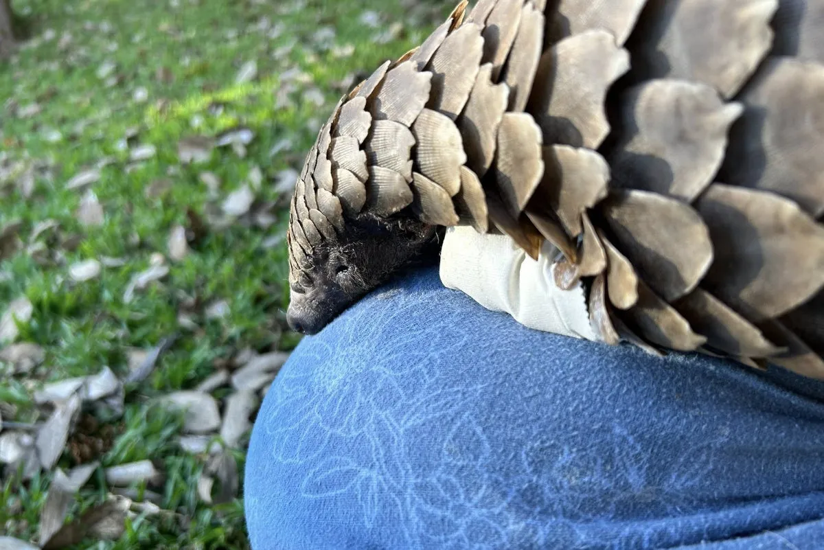 Poacher jailed after death of pregnant pangolin Naledi
