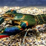 The Australian crayfish invading our rivers and threatening the Okavango Delta