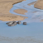 SANParks beefs up security after Mossel Bay couple killed in Kruger Park