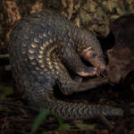 Pangolin traffickers sentenced to eight years of prison for illegal wildlife trade