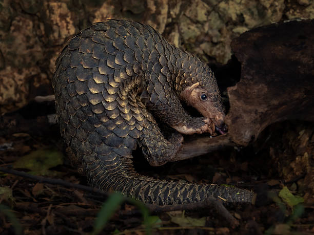 Pangolin traffickers sentenced to eight years of prison for illegal wildlife trade