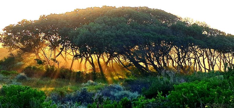 NOTES FROM A SMALL PLANET: Thomas Berry and the forgotten language of the living Earth