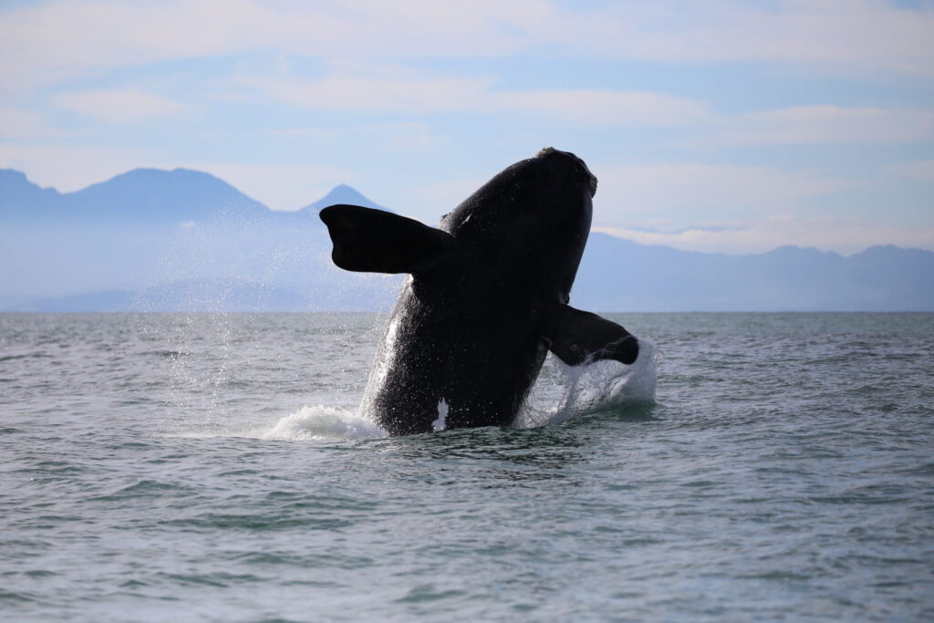 Whale strike risk rises as shipping surges off SA coast – The Mail & Guardian