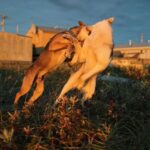 SA study reveals most dog fights happen at home and how to prevent it