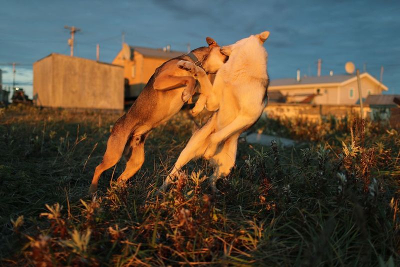 SA study reveals most dog fights happen at home and how to prevent it