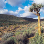 SA’s biodiversity plan under fire for lacking ambition – The Mail & Guardian