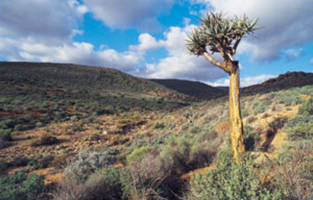 SA’s biodiversity plan under fire for lacking ambition – The Mail & Guardian