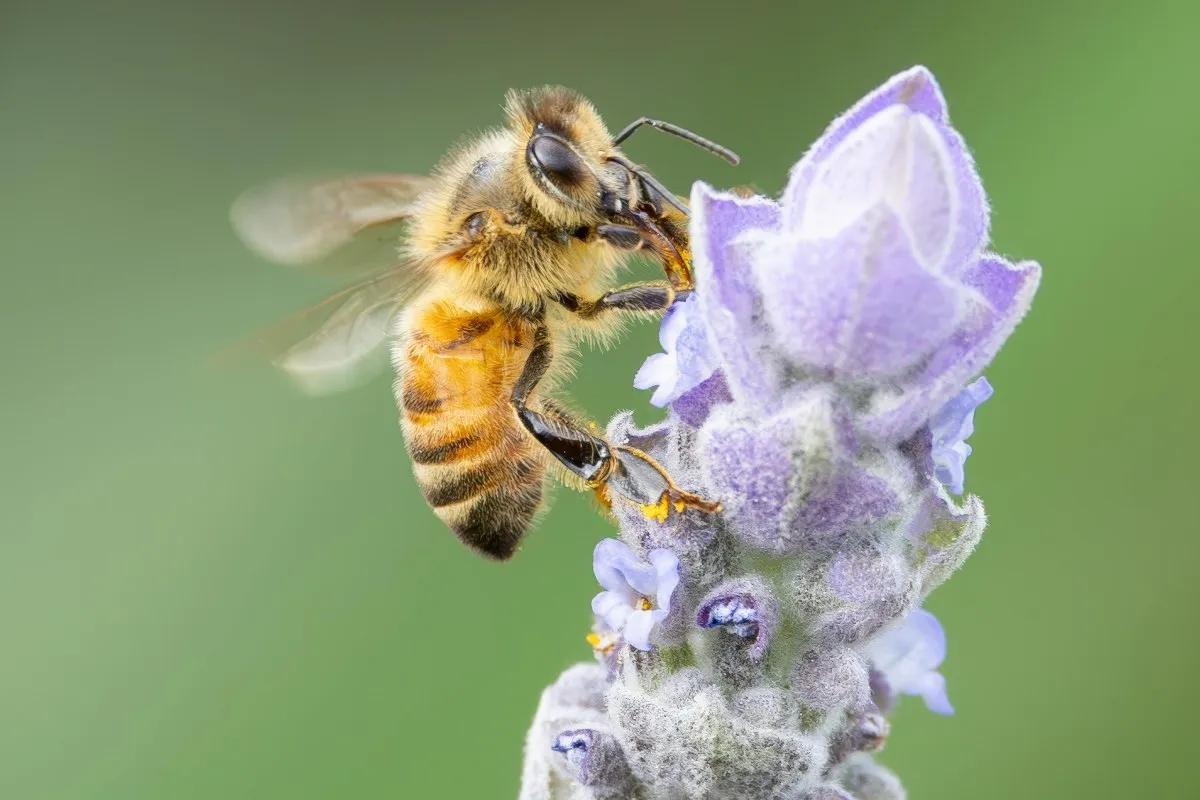 Six buzzworthy facts about bees you didn’t know
