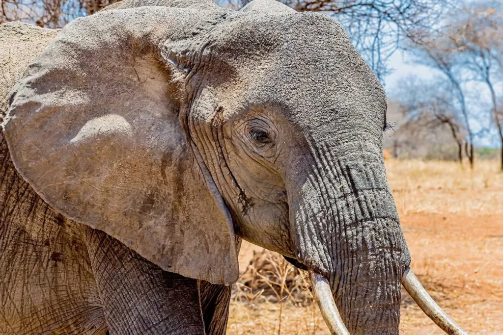 SANParks denounces fake Facebook post about elephant
