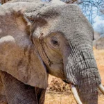 SANParks denounces fake Facebook post about elephant