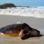 Cape Town’s Two Oceans Aquarium releases turtle into ocean