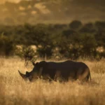 Rescued white rhino gives birth to her first calf