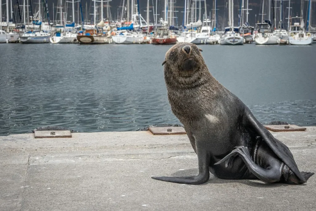 Two men convicted for feeding, exploiting Cape fur seals
