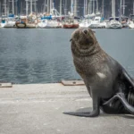 Two men convicted for feeding, exploiting Cape fur seals