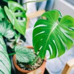 Can houseplants really purify the air in your home? What the science actually says