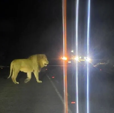 MTPA Successfully Captures Second Lion in Valley