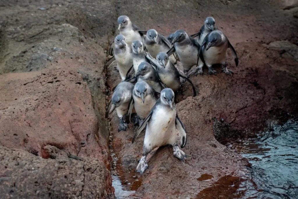 FEEL GOOD | 24 African penguin fledglings released at De Hoop