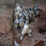 FEEL GOOD | 24 African penguin fledglings released at De Hoop