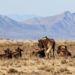 Will the black wildebeest fade away to blue?
