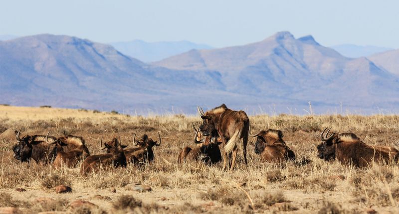 Will the black wildebeest fade away to blue?