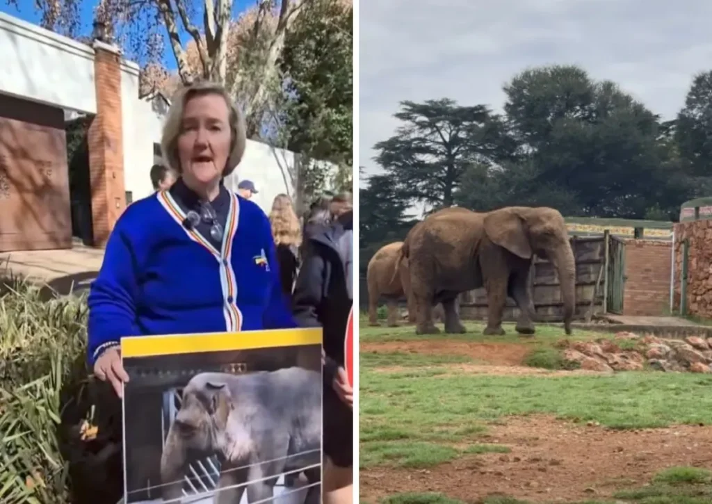 DA wants elephants removed from Joburg zoo