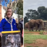 DA wants elephants removed from Joburg zoo