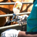 FMD vaccination drive is unprecedented, says Steenhuisen